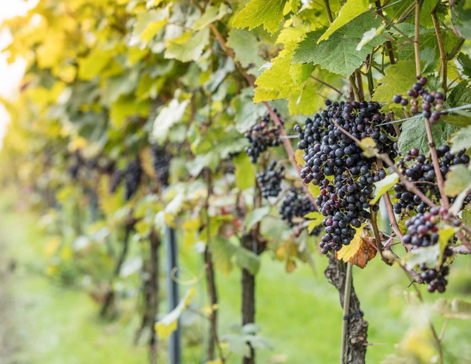 Grapes hanging from a vine in a Cornish vineyard in Padstow