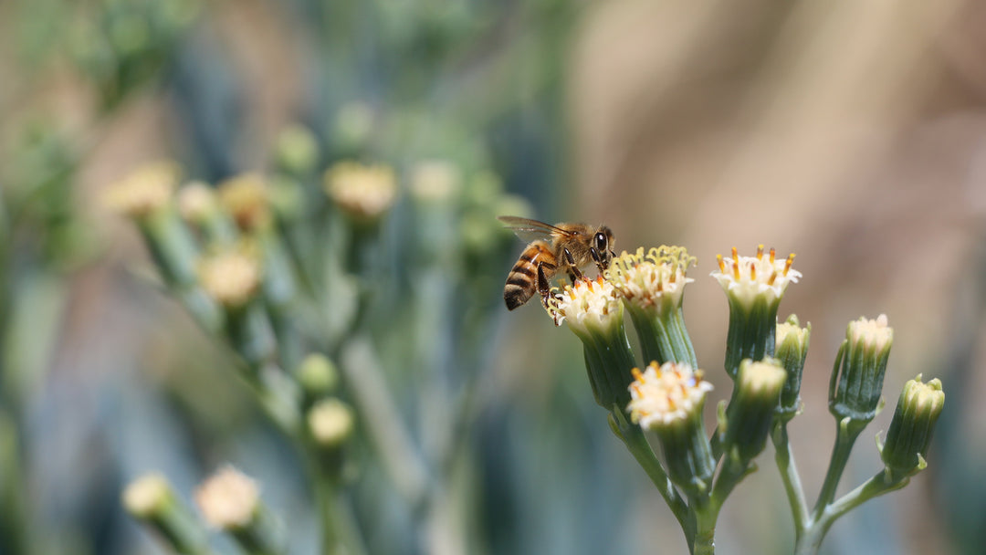 close up of a honey bee on a flower with a blurred background
