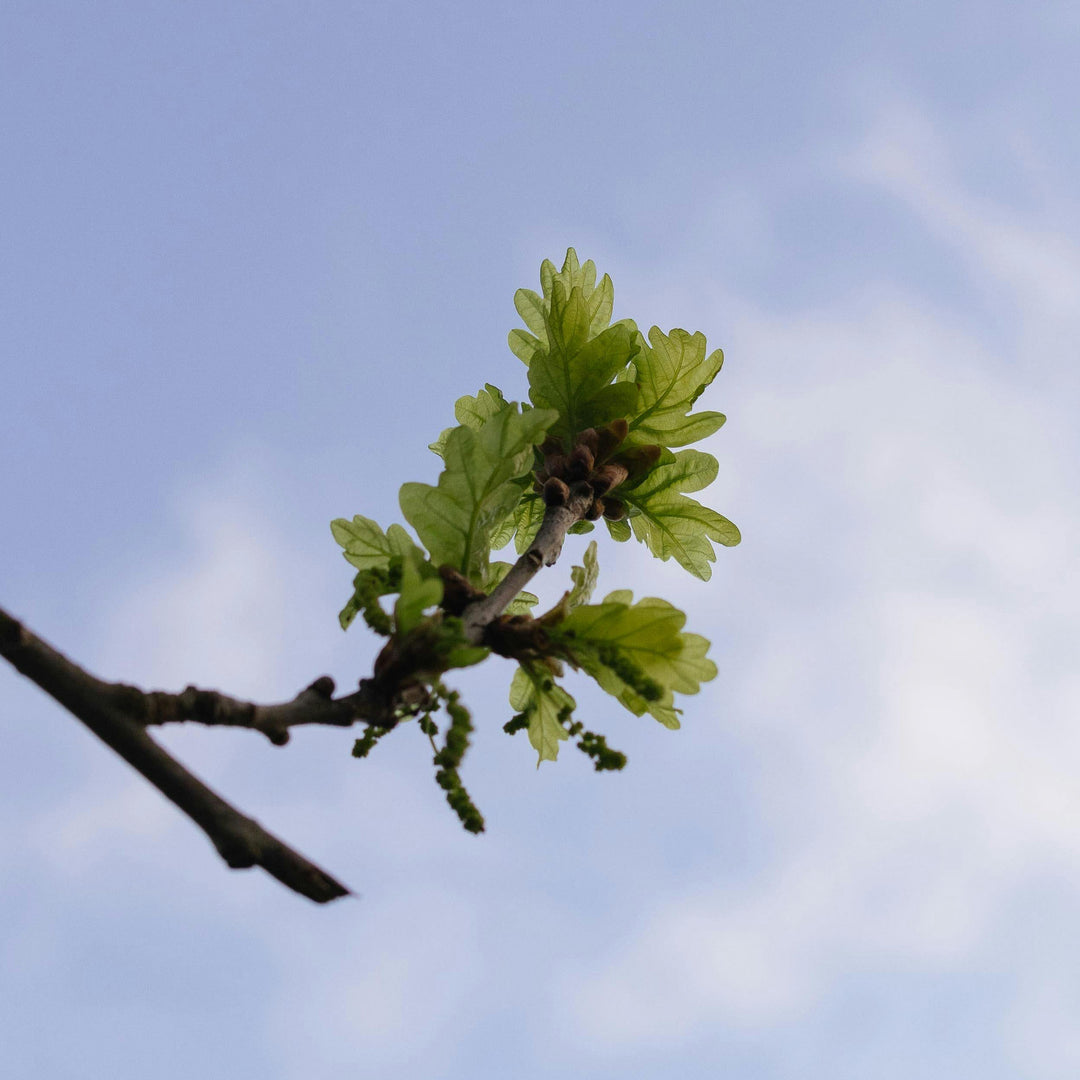 Young green oak leaves on a branch against a blue sky